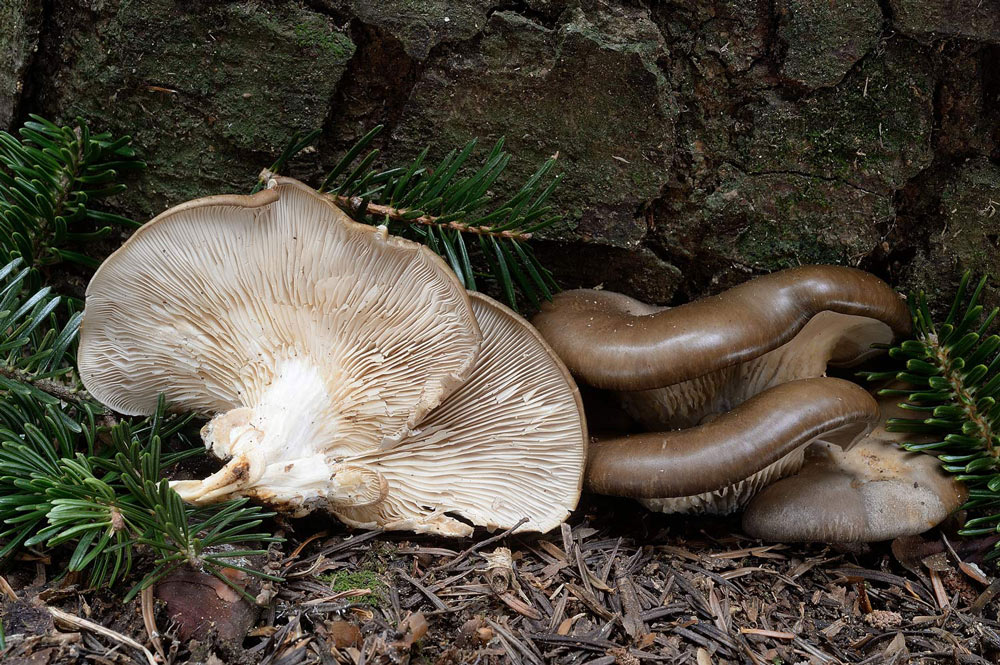 pleurotus-ostreatusR9534.jpg