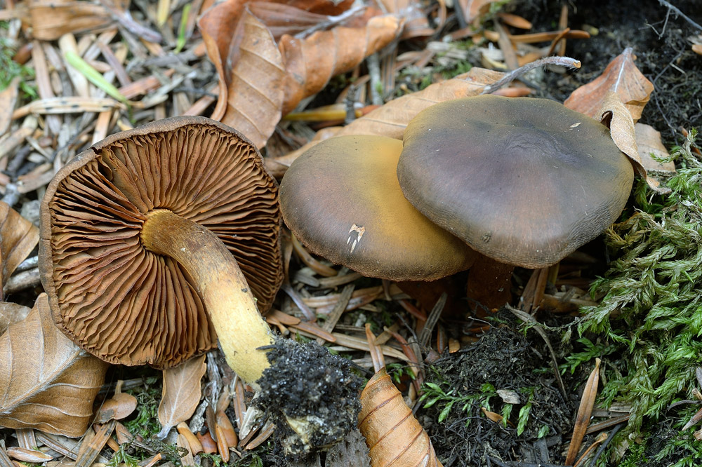 Cortinarius-croceusR9406a.jpg