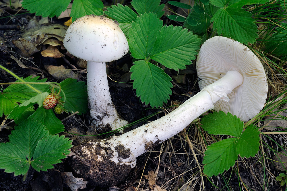 amanita-vernaRR1543a.jpg