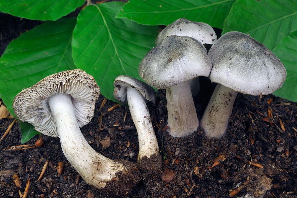 Tricholoma-sciodesR4459.jpg