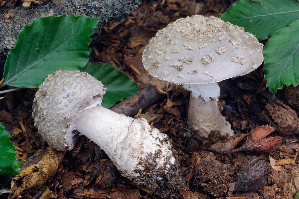 amanita-spissaR4422.jpg