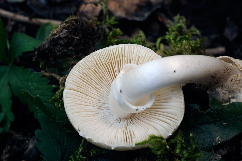 Amanita-vernaR4028b.jpg