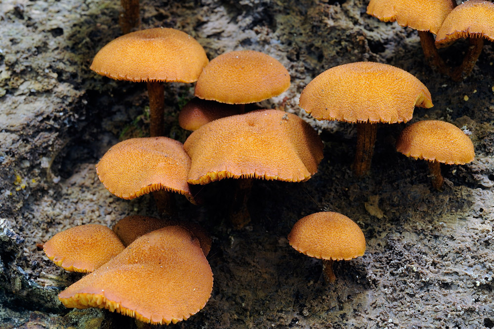 flammulasterR4615a.jpg