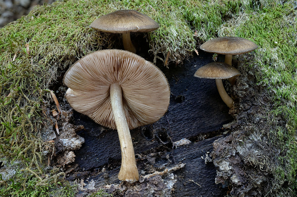 pluteus-umbrosusR8845.jpg