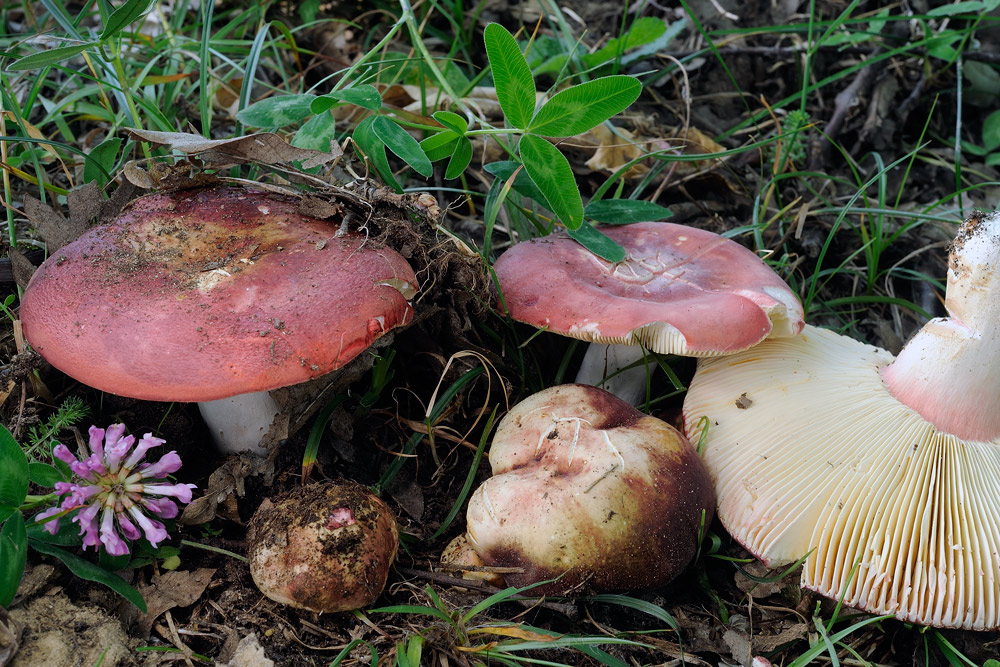 Russula-vinosobrunneaR4084.jpg