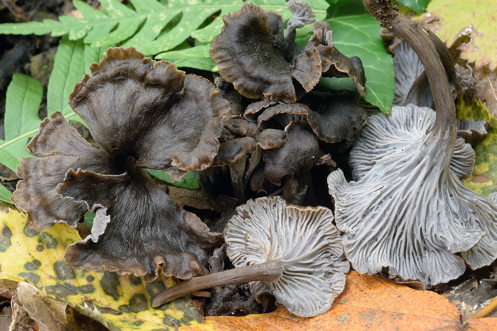 craterellus-cinereusR9365.jpg