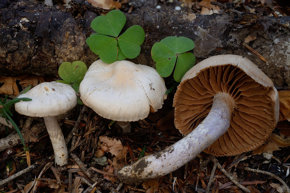 cortinarius-chiaroRR9424.jpg