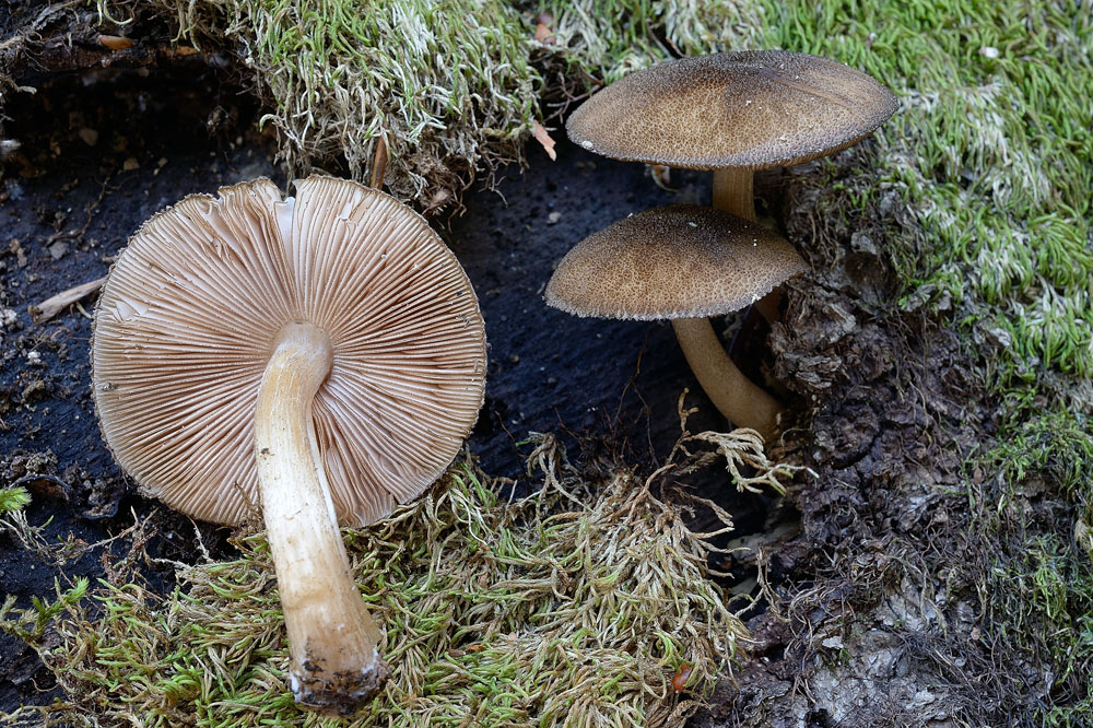 pluteus-umbrosusR8845b.jpg