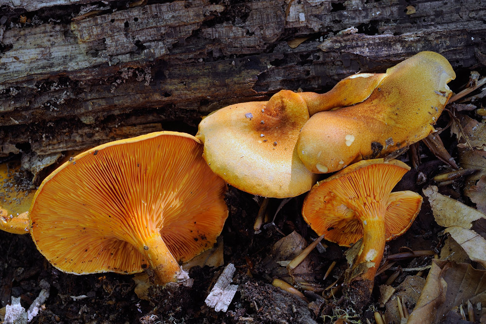 Hygrophoropsis-aurantiacaR4383a.jpg