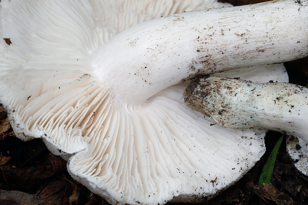 Tricholoma-columbettaR9394.jpg