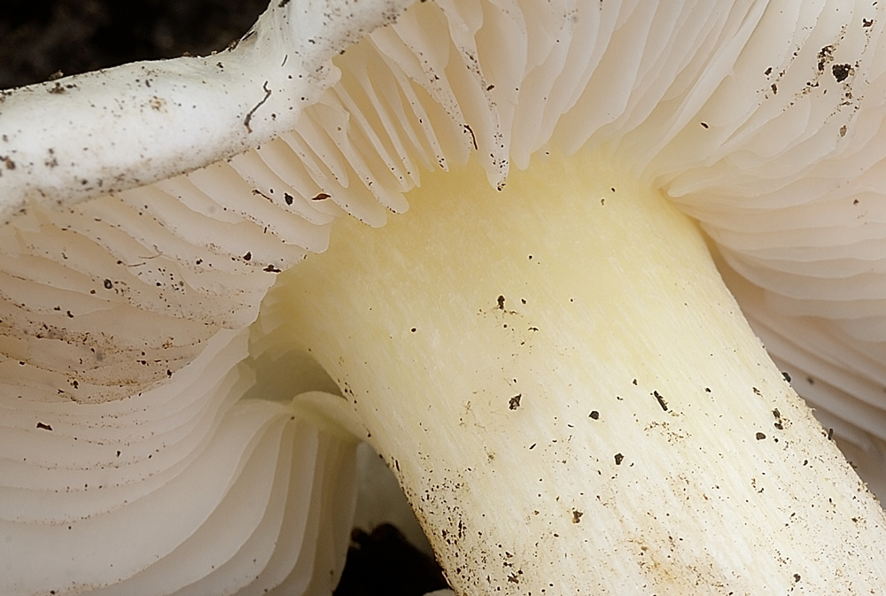 tricholoma-portentosumR9332ba.jpg