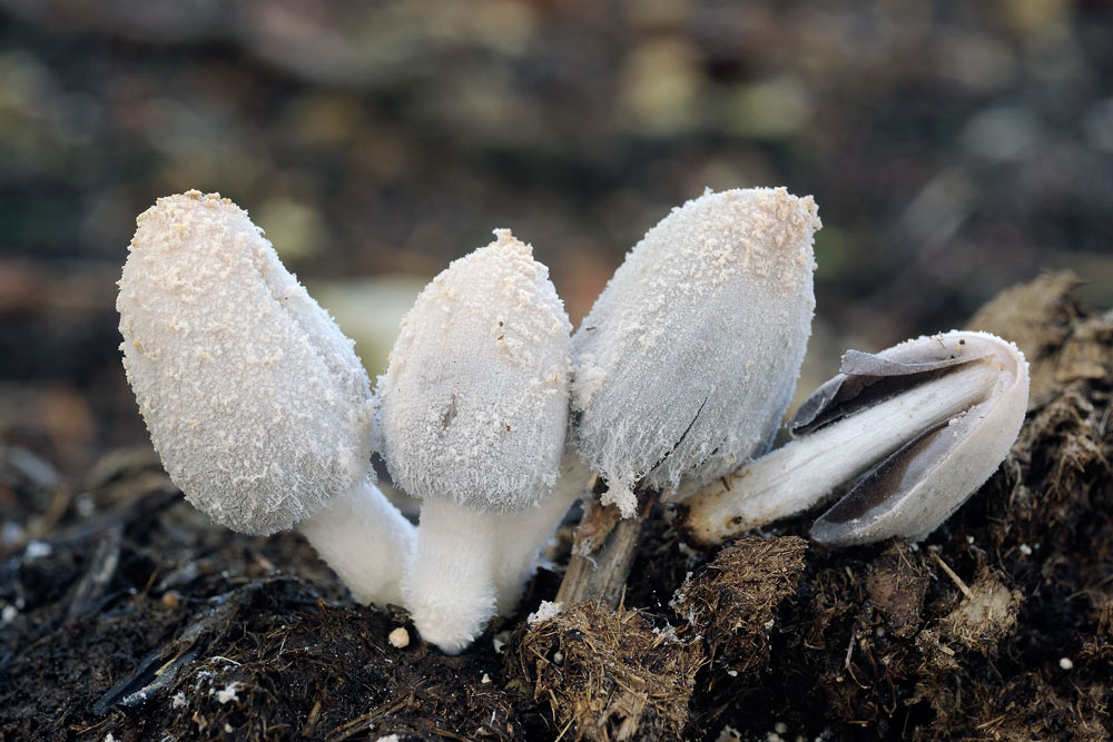 coprinusR9639.jpg