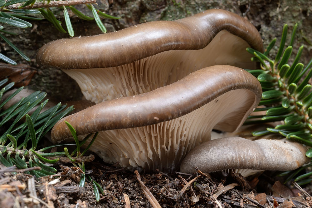 pleurotus-ostreatusR9534a.jpg