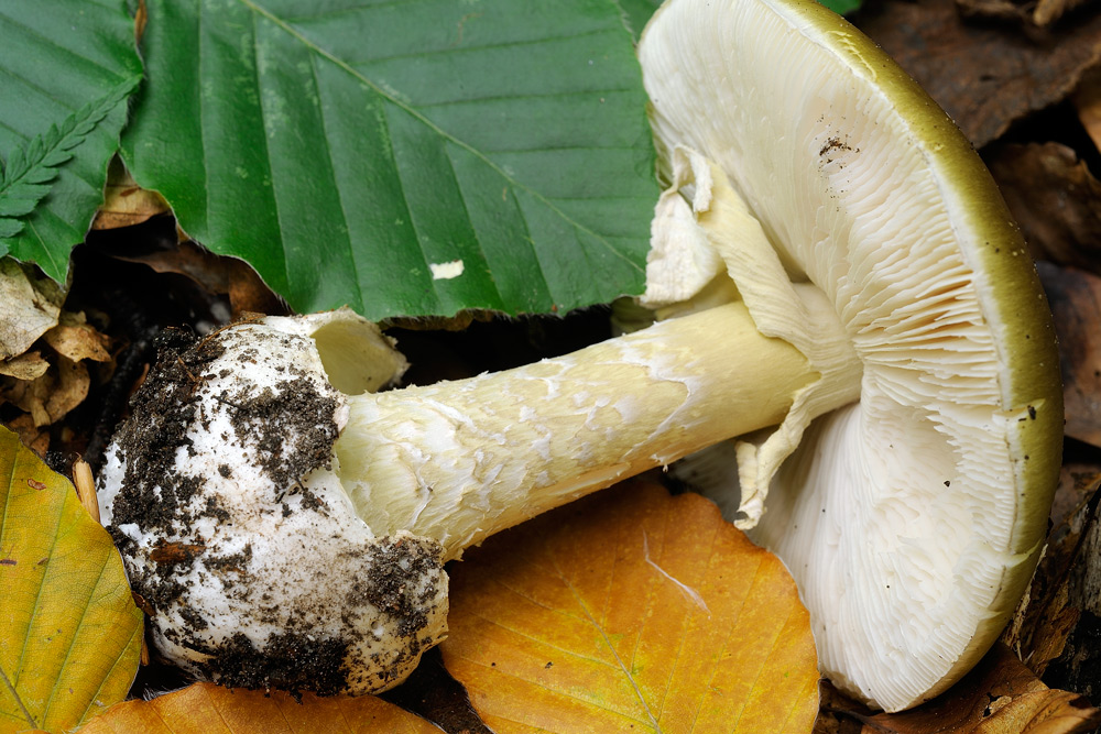 phalloides-faggioR4514b.jpg