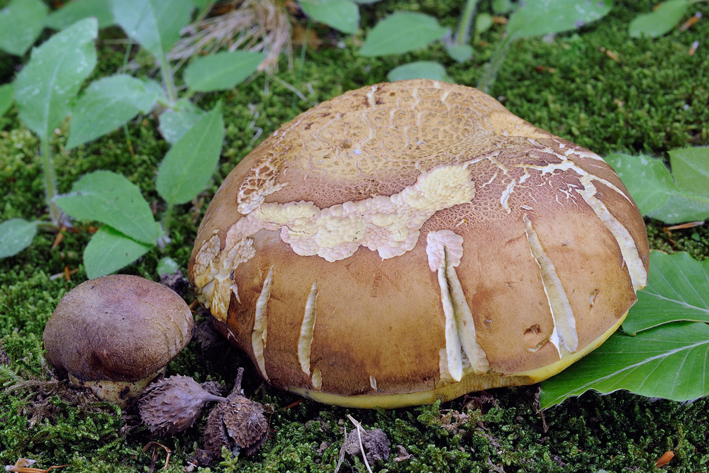 boletus-determinareR4134.jpg