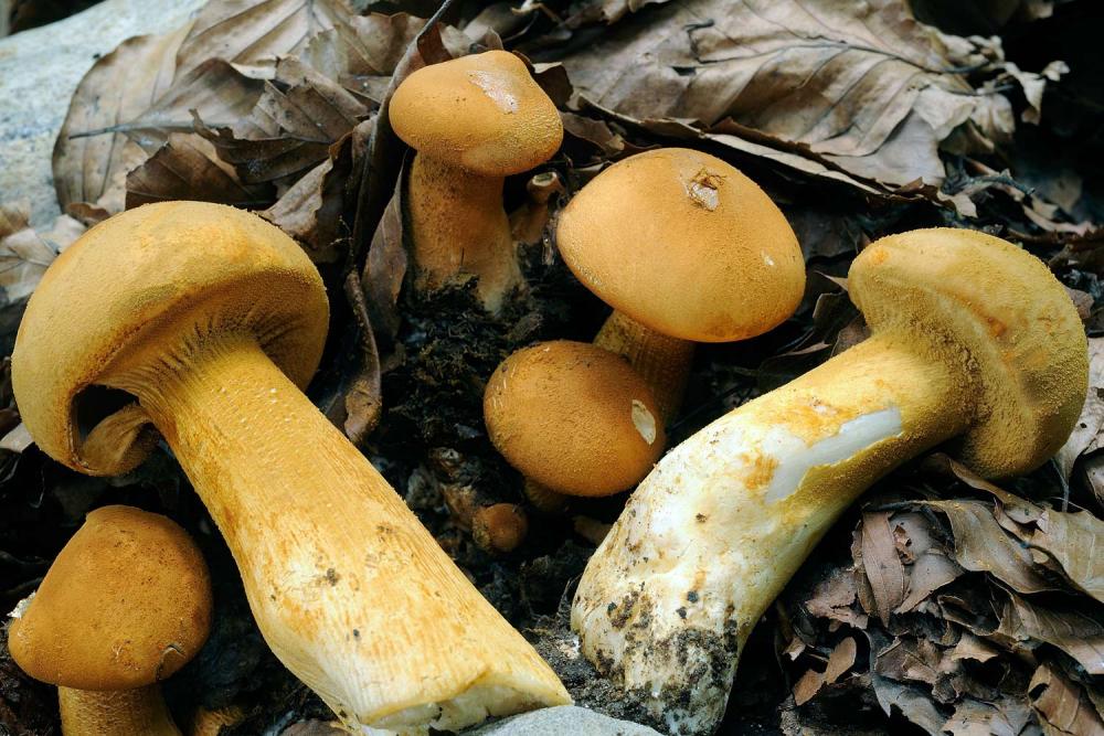 Phaeolepiota-aureaR4676a.jpg