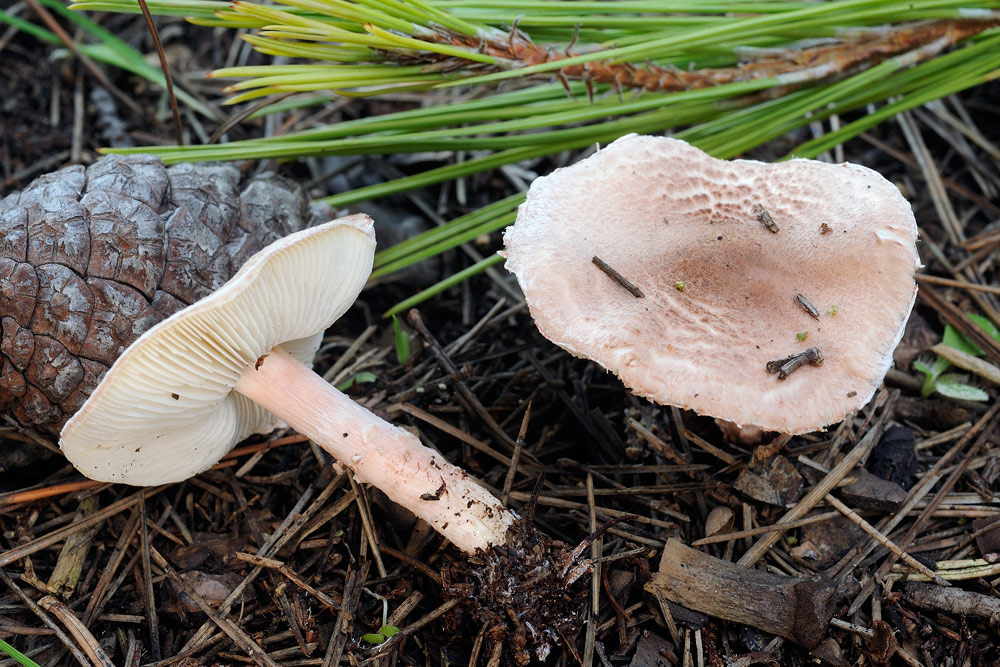 lepiota-josserandiR3355b.jpg