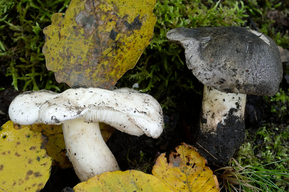 tricholoma-portentosumR9332d.jpg