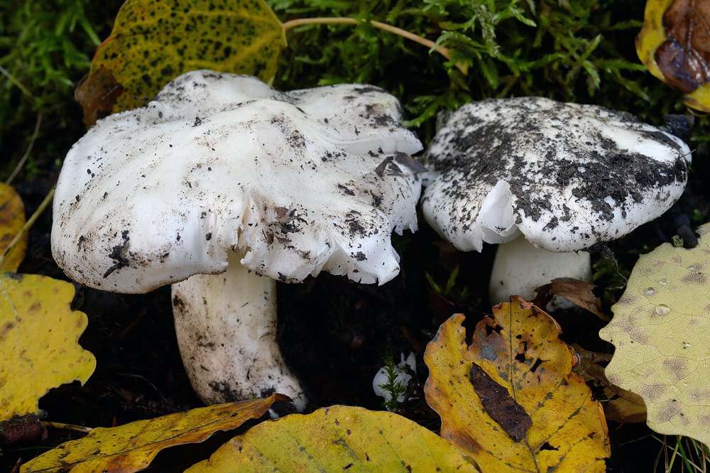 tricholoma-portentosumR9332.jpg