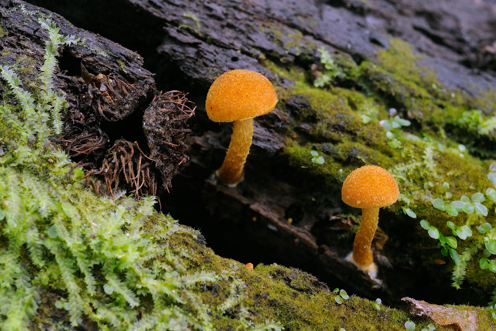 flammulasterR4483a.jpg