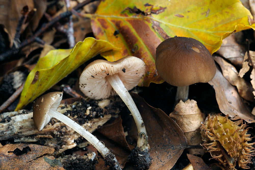PluteusR4327a.jpg