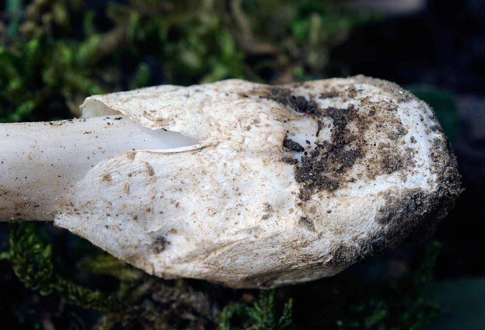 Amanita-vernaR4028c.jpg