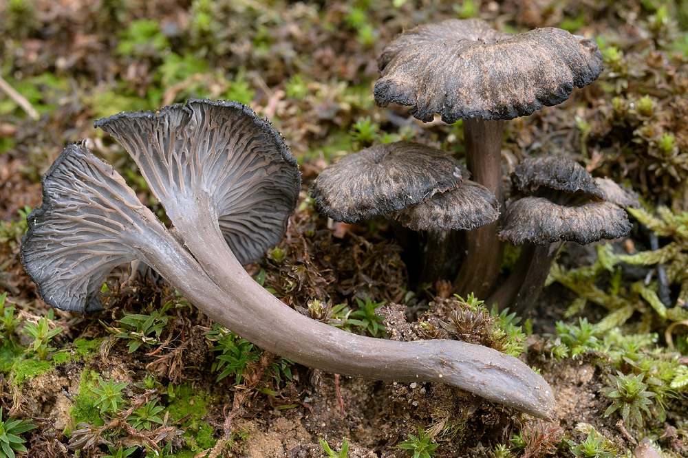 Cantharellus-cinereusR9449a.jpg