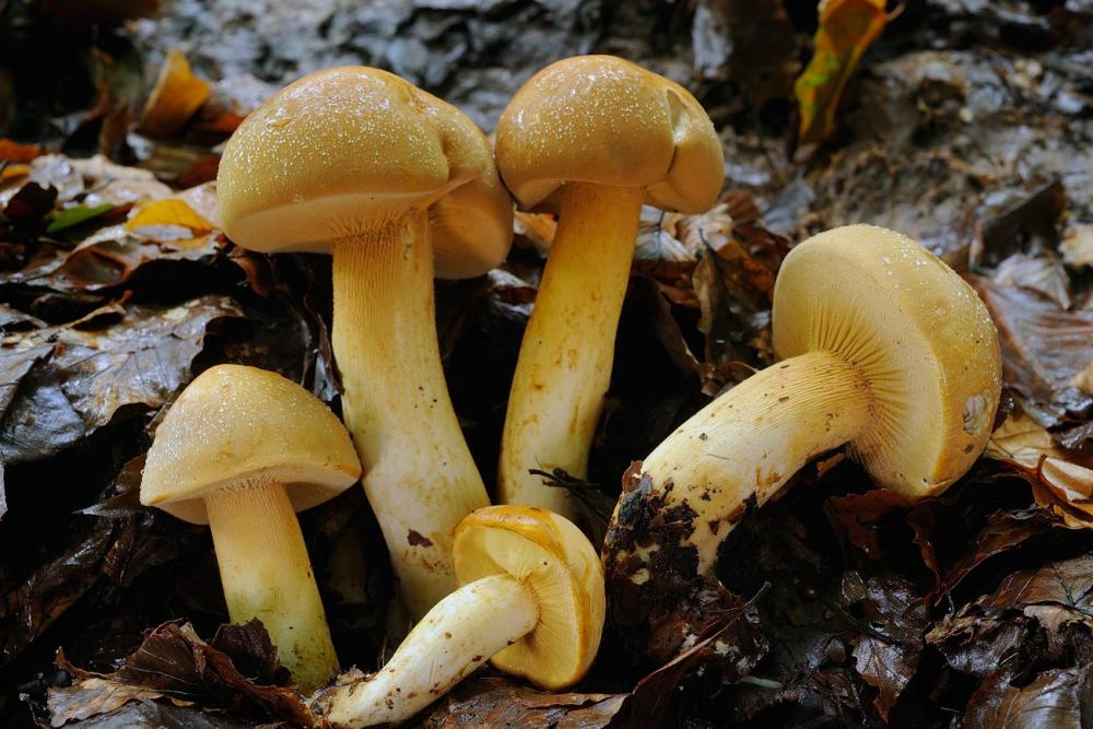 Phaeolepiota-aureaR4745.jpg