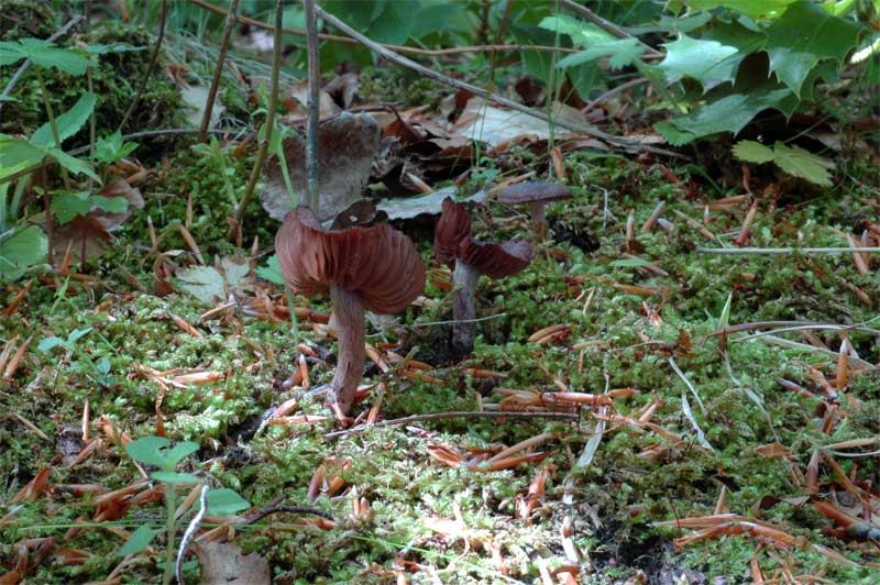 cortinarius_vernus.jpg