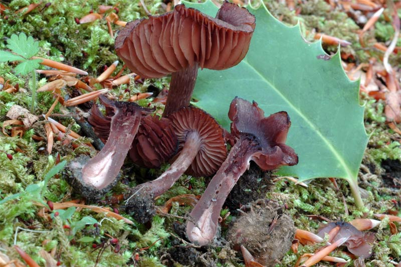 cortinarius_vernus2.jpg