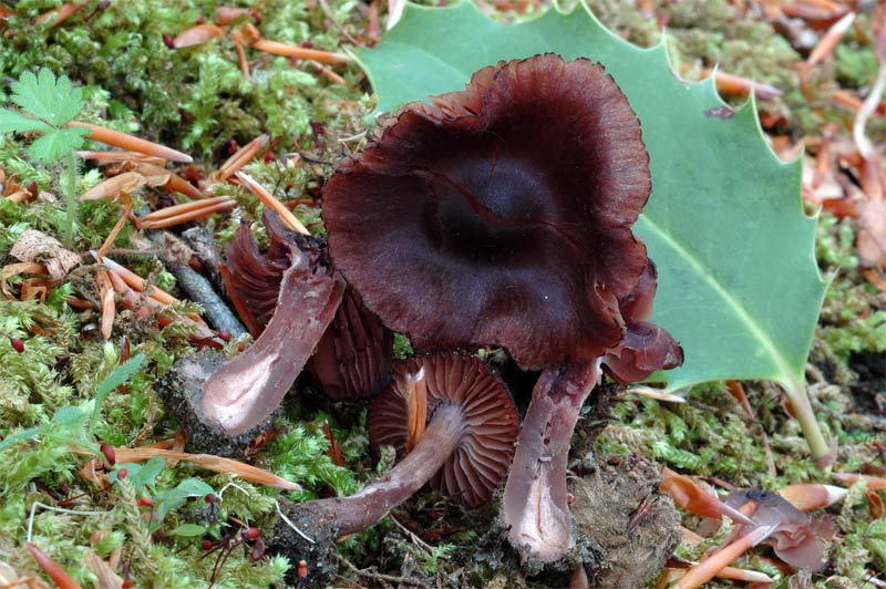 cortinarius_vernus3.jpg