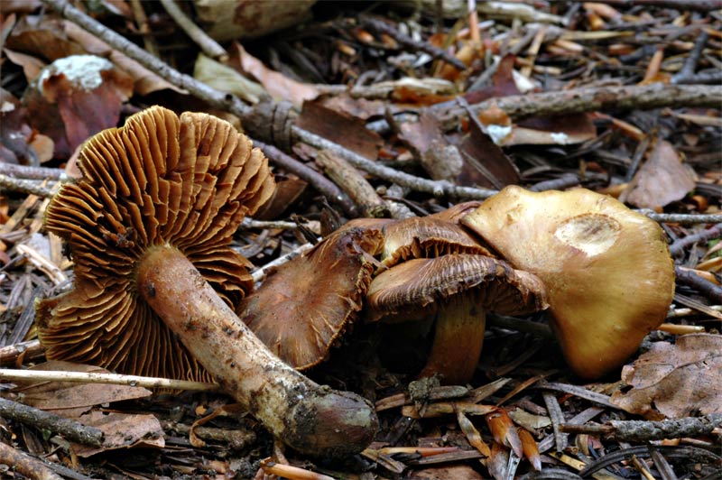 cortinarius.jpg