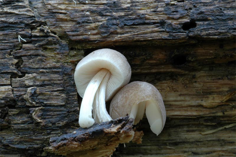 pluteus1.jpg