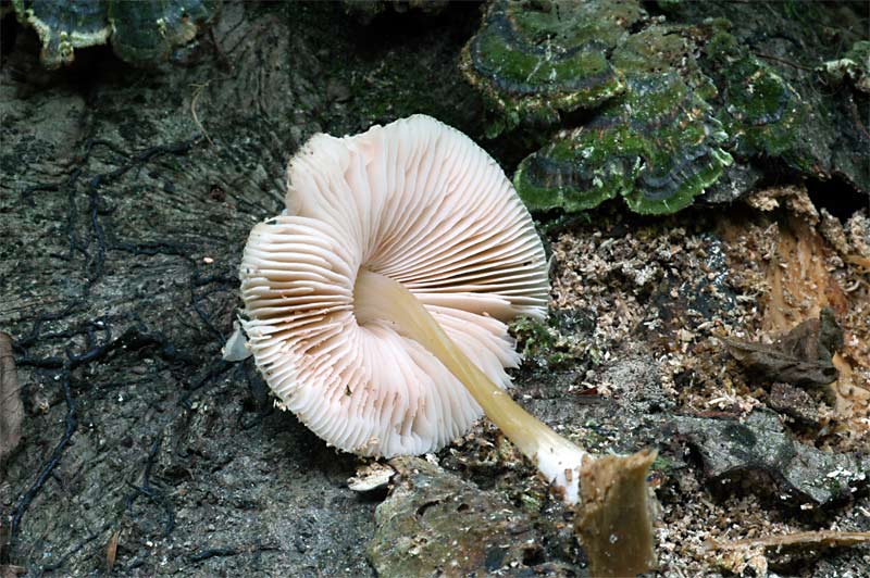 pluteus1.jpg