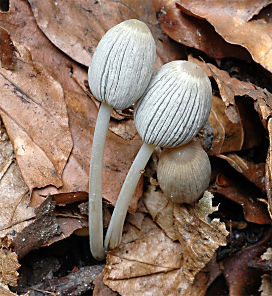 coprinus2.jpg