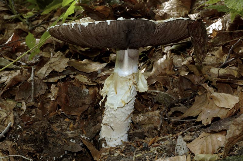 agaricus1.jpg