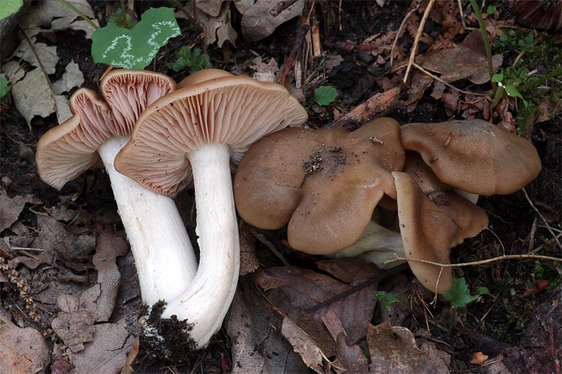 entoloma1.jpg