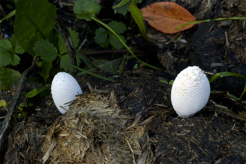 coprinus.jpg