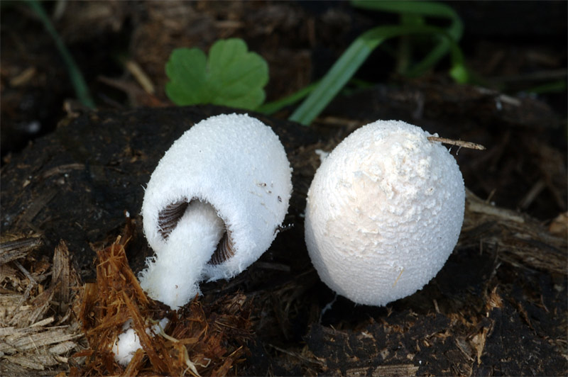 coprinus2.jpg