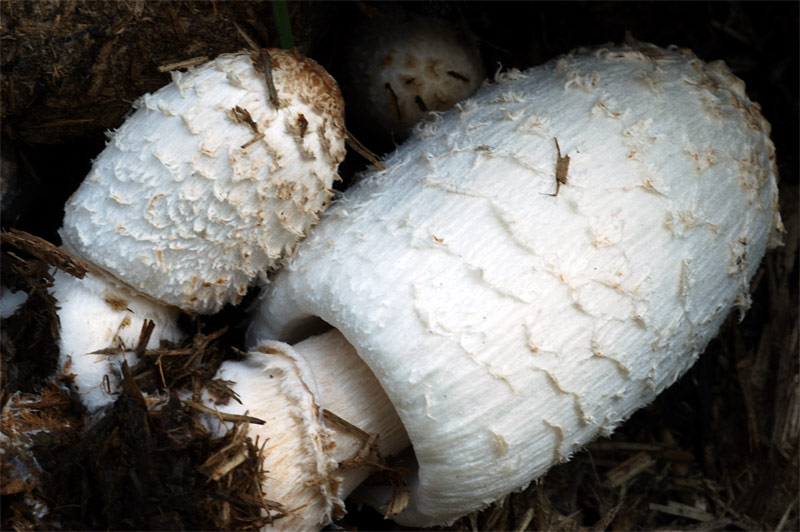 coprinus31.jpg