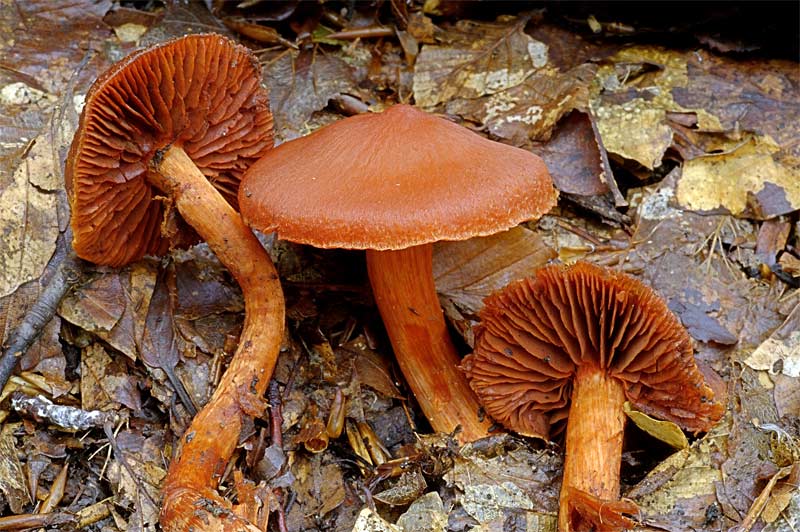 cortinarius_cinnabarinus.jpg