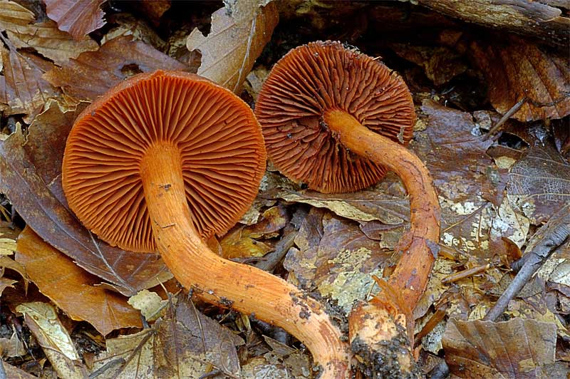 cortinarius_cinnabarinus1.jpg