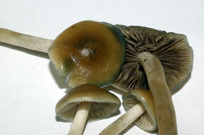 psilocybe.jpg