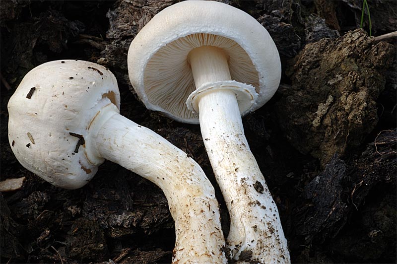 LEUCOAGARICUS_LEUCOTHITES2.jpg