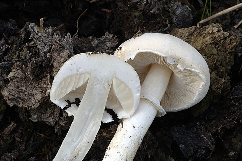 LEUCOAGARICUS_LEUCOTHITES3.jpg