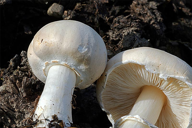 LEUCOAGARICUS_LEUCOTHITES4e.jpg