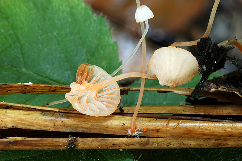 mycena_pterigena.jpg