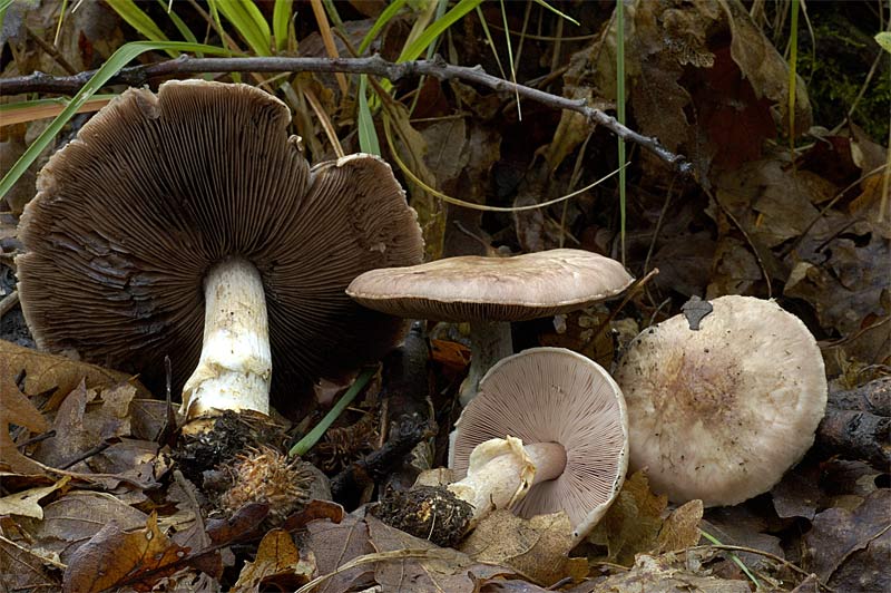 agaricus_porphyrizon3.jpg