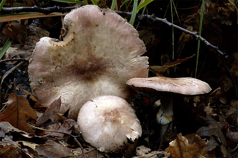 agaricus_porphyrizon2.jpg