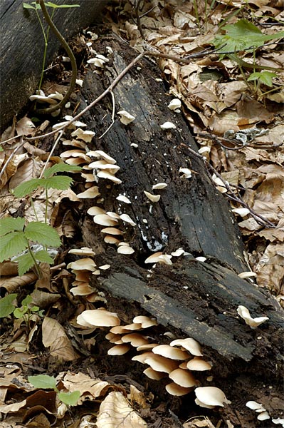 crepidotus.jpg